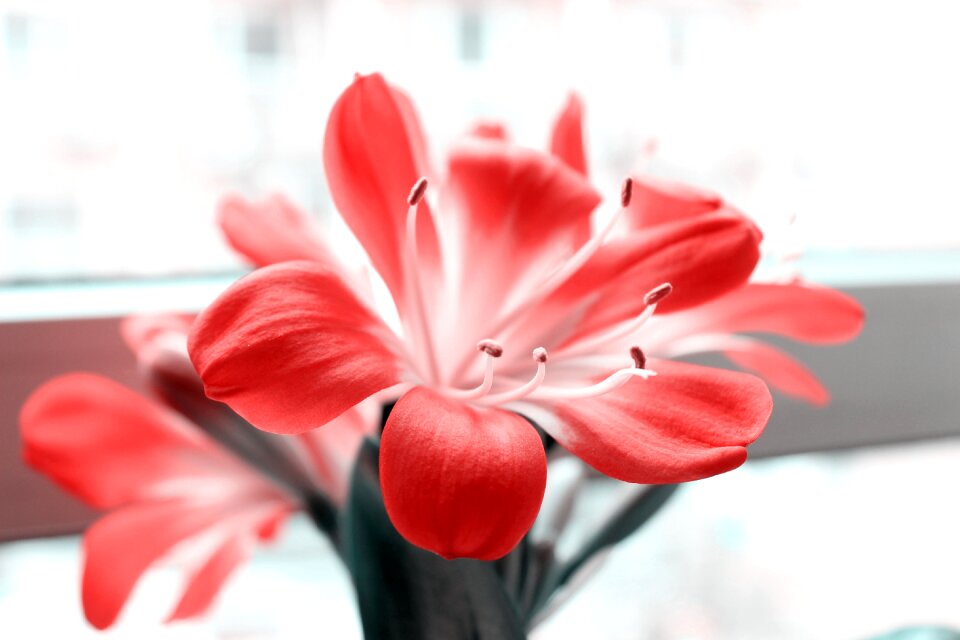 Clivia miniata color po flowers