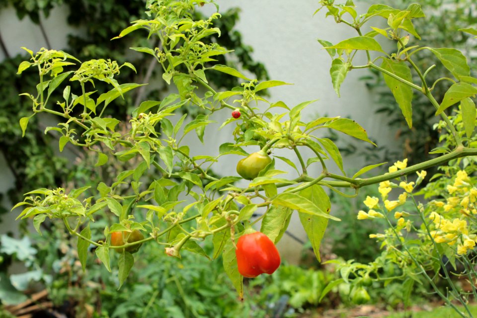 Mago Jardineiro - Aroreira Office