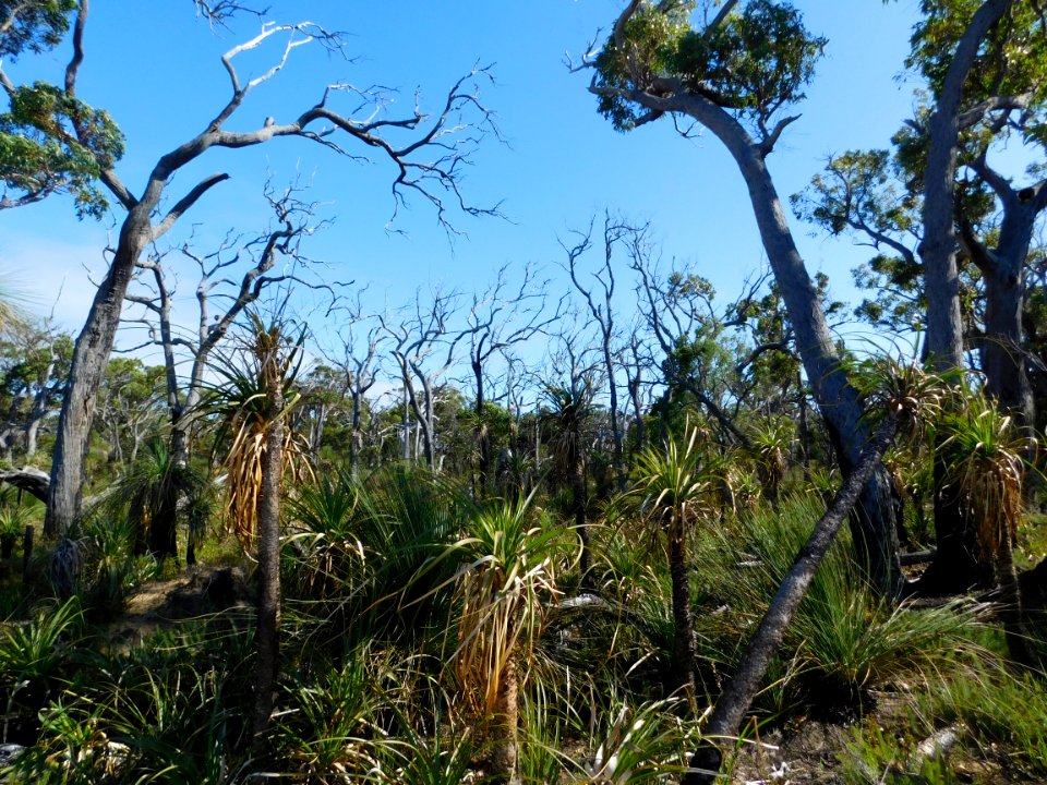 Gracetown bushland