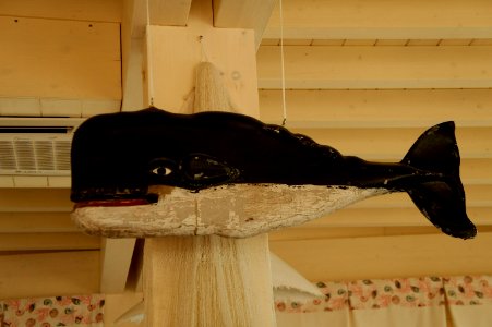 Dark Whale