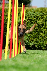 Slalom hundesport malinois photo