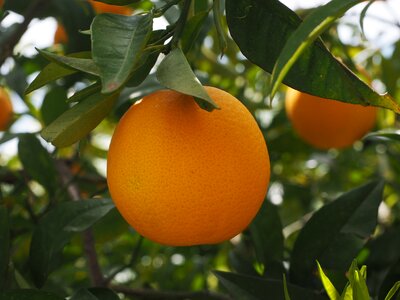 Citrus fruit tree evergreen