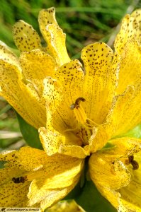 DAM1836 - Genziana gialla maggiore