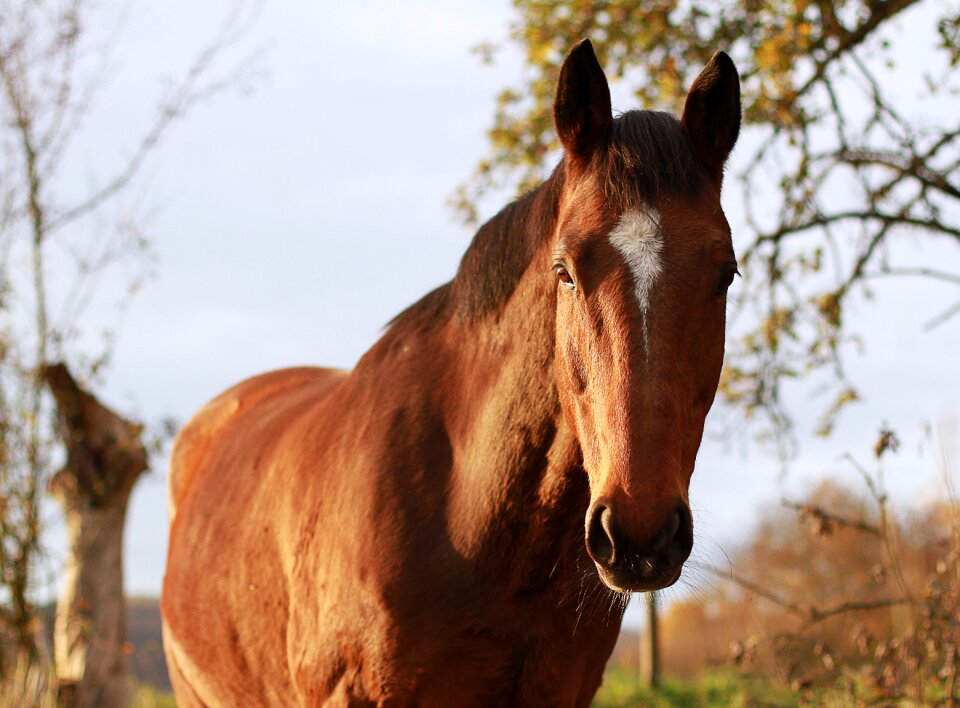 Mare horse head stallions
