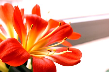 Clivia miniata flowers petal