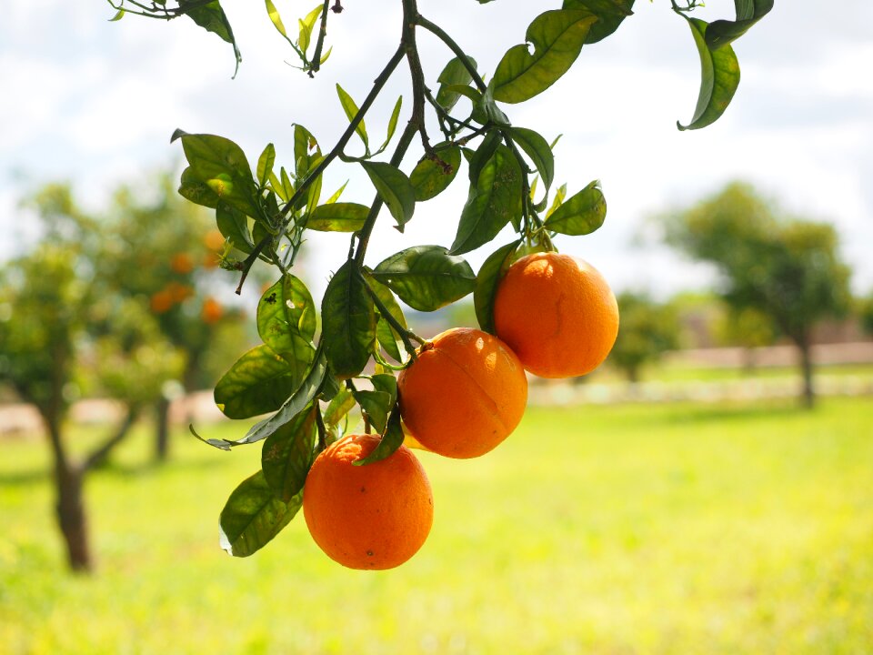 Citrus fruits tree leaves