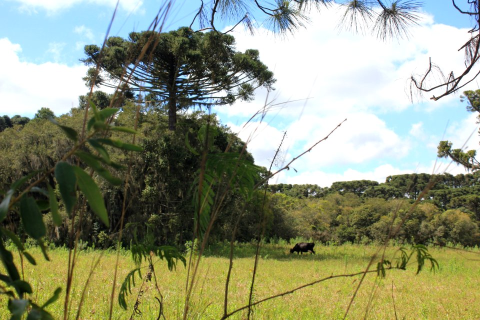 Caminhada na Natureza