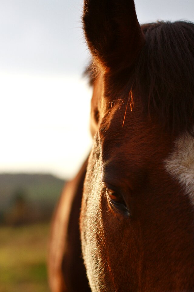 Mare horse head stallions