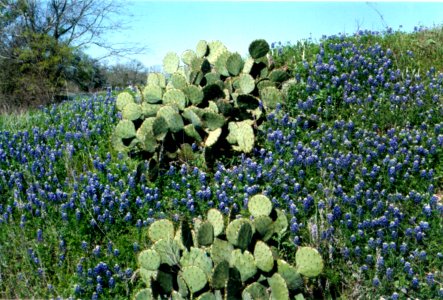 Bluebonnets and Prickly Pear photo