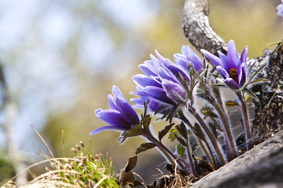 Dong pasqueflower youngwol donggang