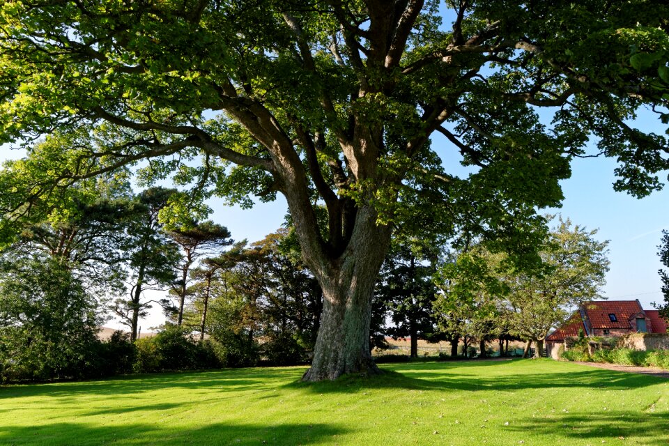 Green landscape outdoor