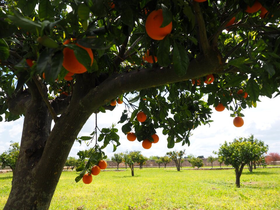 Citrus fruits tree leaves