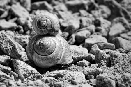 Black and white reptiles snail shell photo