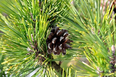 Pine cone plant nature