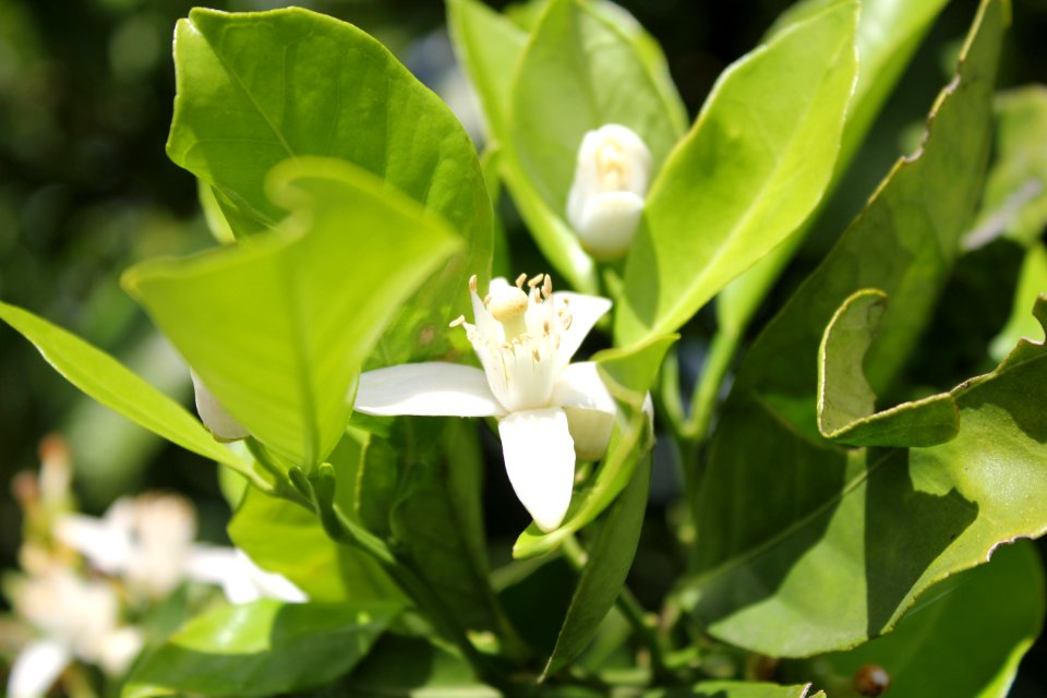 Flor de Laranjeira