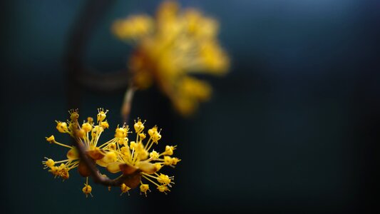 Early spring yellow flowers byeokchoji