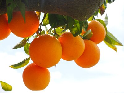 Citrus fruits tree leaves photo