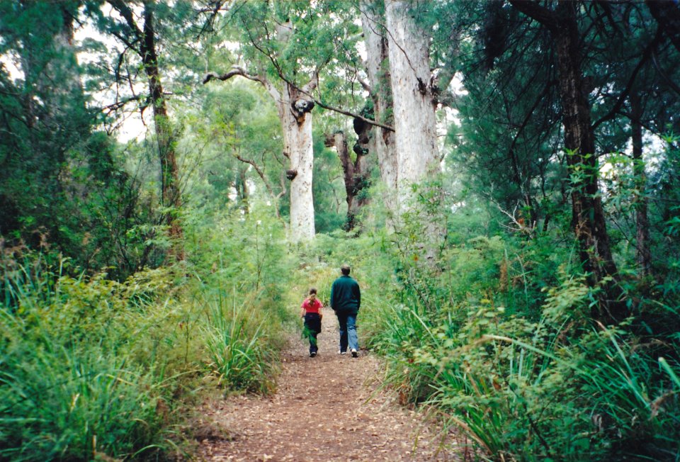 Australian rainforest