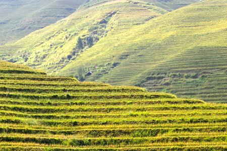 Rice fields asia landscape