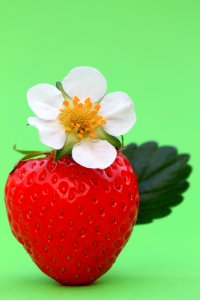 strawberry flower