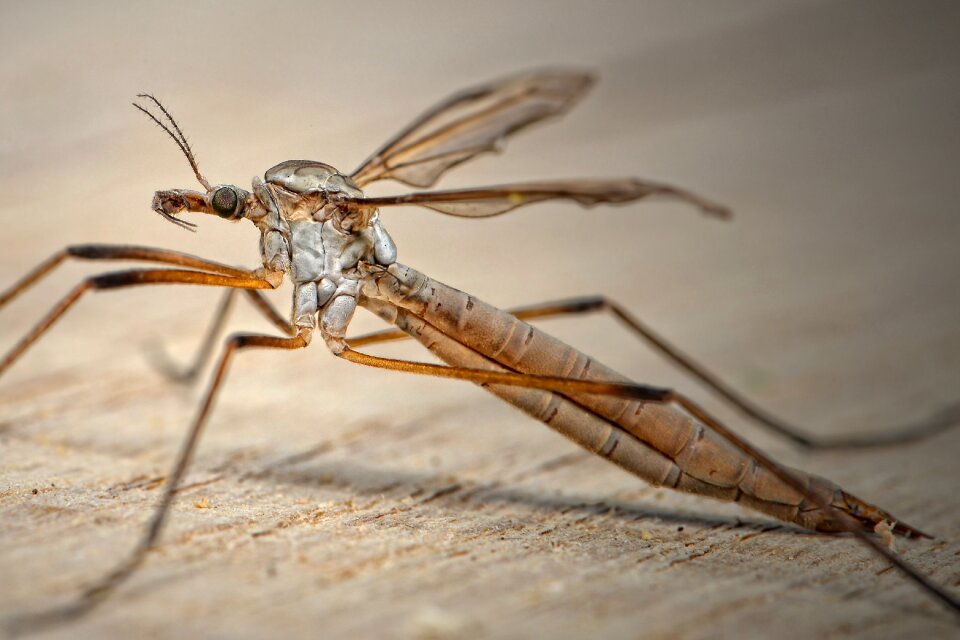 Horse mosquito langbein mosquito schneider
