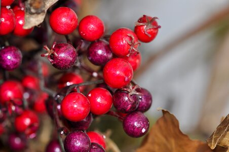 Decorative berries red plastic