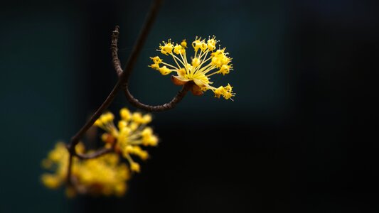 Early spring yellow flowers byeokchoji