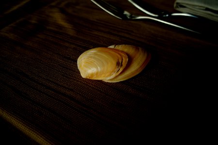 White Shell
