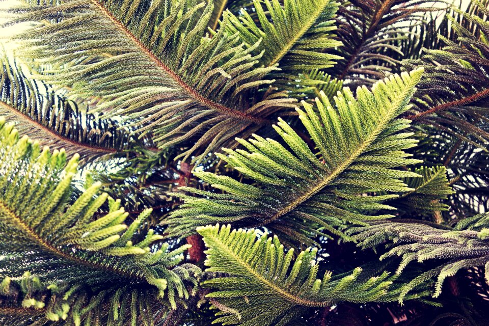 Botany growth vegetation