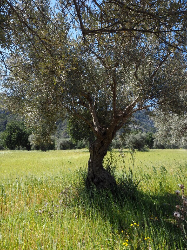 Olive tree olive plantation plantation