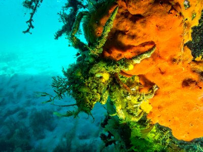 Decorator crab Rye