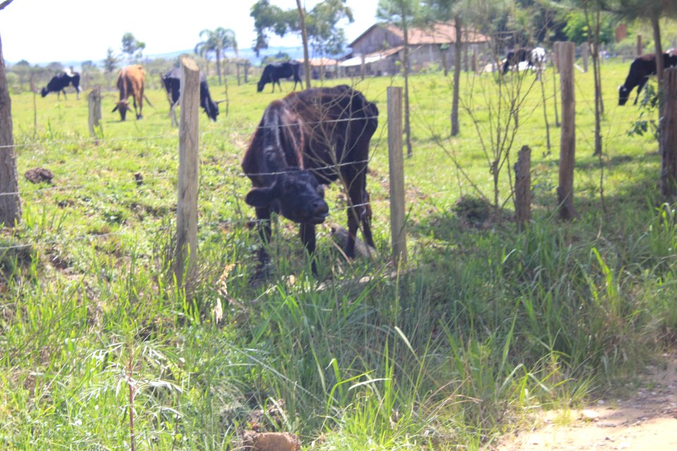 Caminhada na Natureza