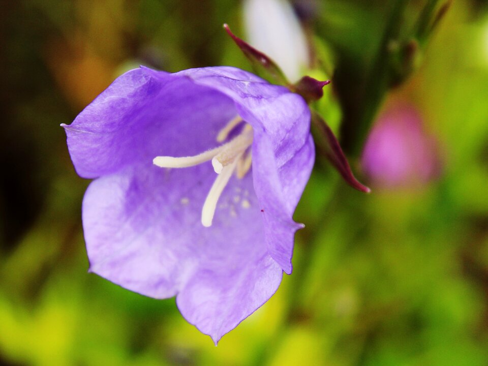Garden blossom bloom