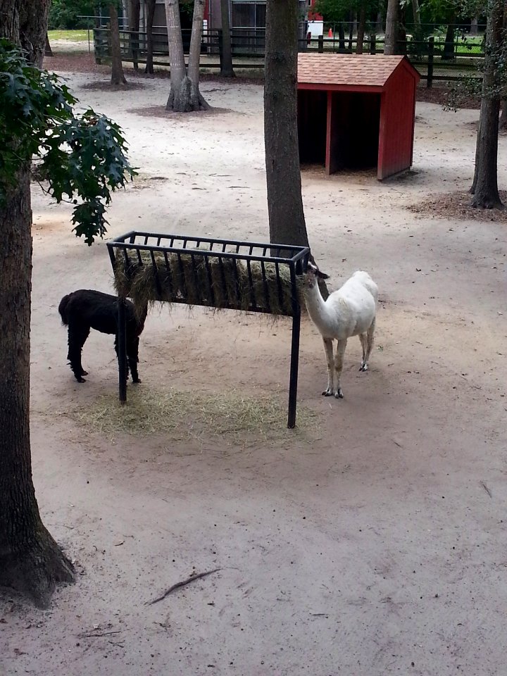 Alpaca