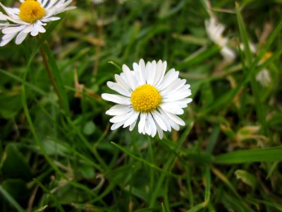 Blume im Garten photo