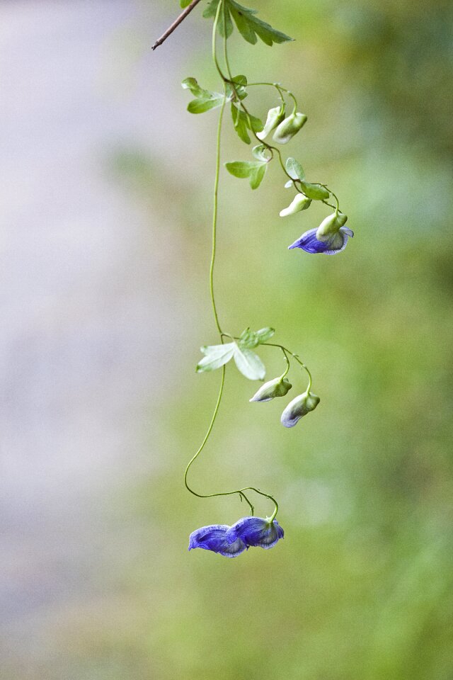 Notjeotgarak herbs pyeongchang wildflower