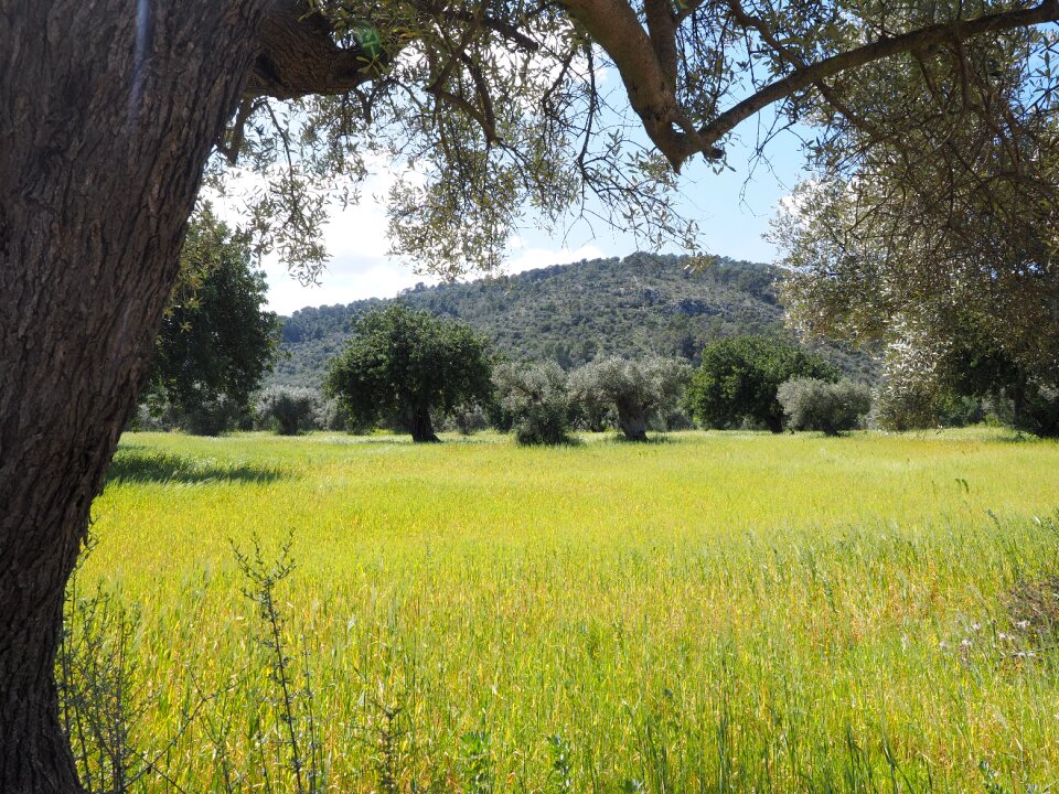 Tree olive garden olive grove