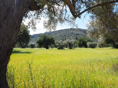 Tree olive garden olive grove