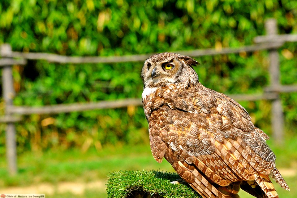 DAM1514 - Gufo reale (Bubo bubo)