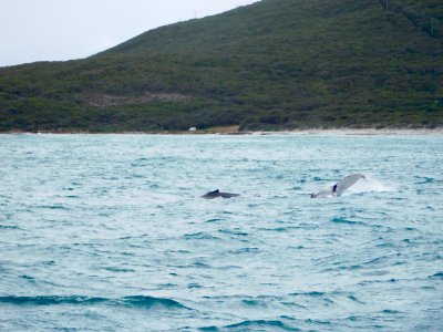 Humpbacks