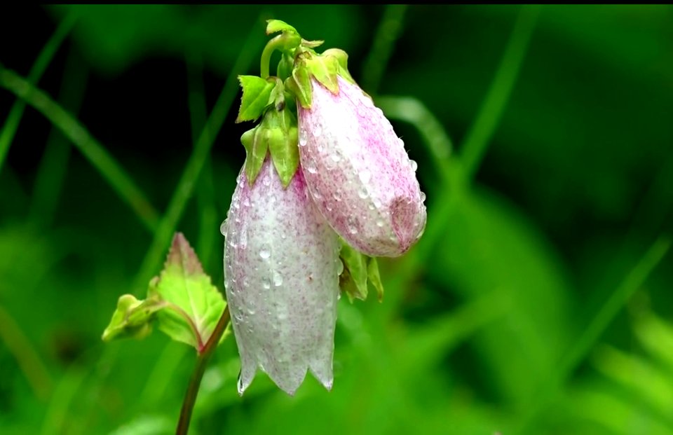 Morning dew on a bud