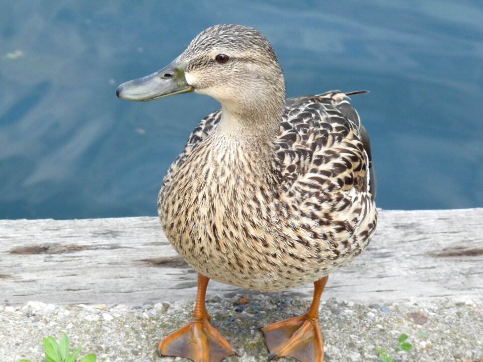 Pond water feathers