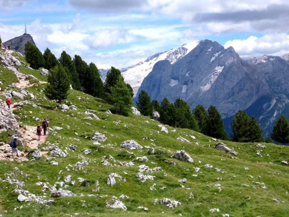 Fiori delle dolomiti