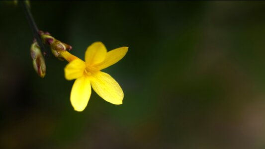 Yellow flowers seonyudo flowers to welcome spring