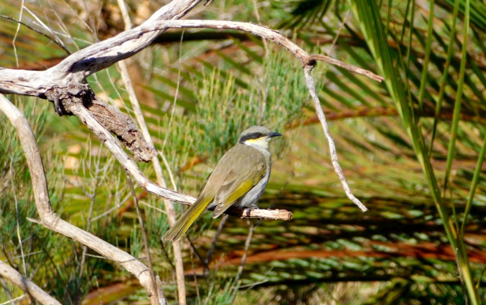 Singing Honeyeater
