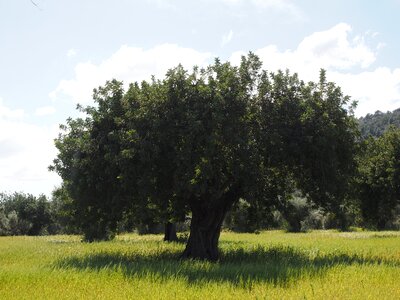 Tree olive garden olive grove