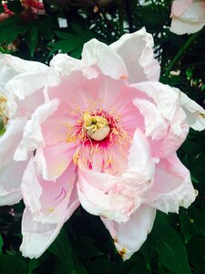 Blossom bloom plant