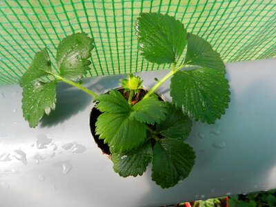 Plant spring nature