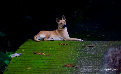 "Handle every stressful situation like a dog. If you can't eat or play with it, just pee on it and walk away" Anonymous