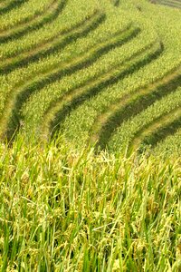 Rice fields asia landscape